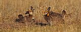 Greater Prairie-Chickenborder=